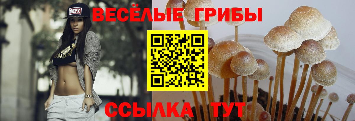 Галлюциногенные грибы Psilocybe Балтийск